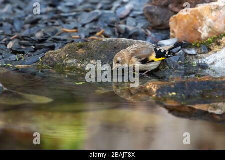 Juvenile Goldfinch [ Carduelis carduelis ] am Gartenteich mit Reflexion trinken Stockfoto