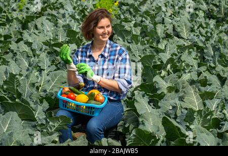 Frau ruht nach der Arbeit auf dem Feld und hält einen Korb mit geerntetem Gemüse. Frau legt Schutzhandschuhe für die Hände an, Frau, die an einem sonnigen Tag auf einem landwirtschaftlichen Feld arbeitet Stockfoto