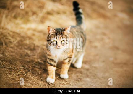 Ein verirrter mongrel-tabby-niedlicher Kater spaziert im Herbst auf der Dorfstraße unter dem verdorrten gelben Gras. Stockfoto