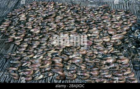 Geräucherte und getrocknete Süßwasserfische im Tschadsee Stockfoto