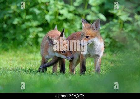 Zwei süße Rotfuchs (Vulpes vulpes) Jungen oder Kits im Frühjahr in Südengland spielen Stockfoto