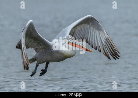 Dalmatiner Pelikan, Pelecanus crispus, im Brutgefiedere, im Flug, am Kerkini-See, Griechenland. Spätwinter. Stockfoto