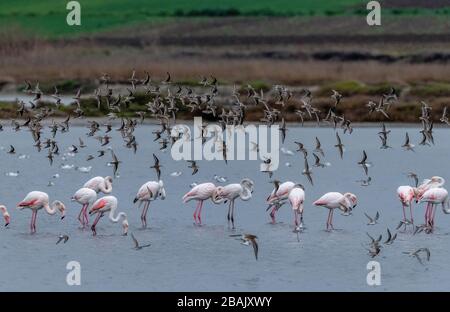 Dunlins, Calidris alpina, die Flamingos in Salzpfannen, Porto Lagos, Griechenland überfliegen Stockfoto