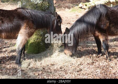 New Forest Ancient Woodland Hampshire Stockfoto