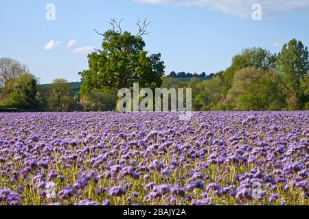 Ein Feld von purpurroten, tansigen Blumen, die in South Newton in Wiltshire wachsen. Stockfoto