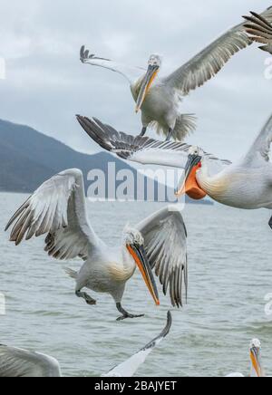 Gruppe der Dalmatiner Pelikane, Pelecanus crispus, in der Fütterung von Raserei, Kampf um Fische, auf Kerkini, Griechenland. Spätwinter. Stockfoto