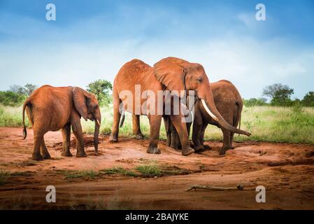 Afrikanische rote Elefanten in der Savanne, Reisen Afrika Kenia Safari-Touren in Tansania, Elefantenfamilie in freier Wildbahn in Uganda Tsavo East, Amboseli, Masai Stockfoto