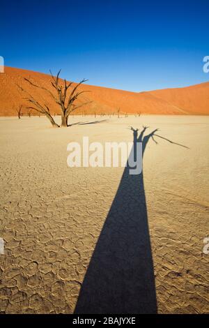Schatten des Camel Thorn Tree in Desert PAN, Dead Vlei, Sossusvlei, Namibia Stockfoto