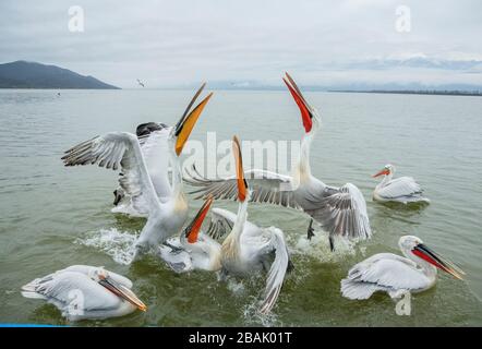 Gruppe der Dalmatiner Pelikane, Pelecanus crispus, in der Fütterung von Raserei, Kampf um Fische, auf Kerkini, Griechenland. Spätwinter. Stockfoto