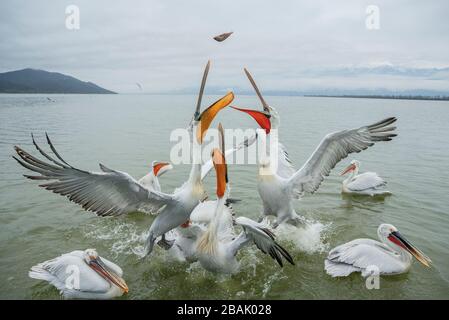 Dalmatiner Pelikane, Pelecanus crispus, im Brutgefiedere, fangen Fische, die von Fischern geworfen werden, am Kerkini-See, Griechenland. Spätwinter. Stockfoto