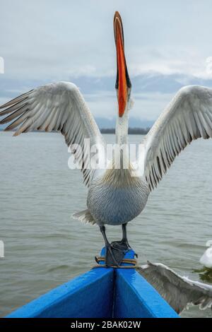 Boot, fisfDalmatiner Pelikan, Pelecanus crispus, in Brutgefiederung, auf dem Boot gehieselt, Fisch vom Fischer fangen. Kerkini-See, Griechenland. Spätwinter. Stockfoto