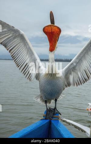 Dalmatiner Pelikan, Pelecanus crispus, in Brutgefiederung, auf dem Boot gehieselt, Fische vom Fischer fangen. Kerkini-See, Griechenland. Spätwinter. Stockfoto