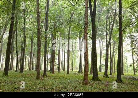 Ein Stand von buchen in Grovely Wood bei Wilton in Wiltshire. Stockfoto