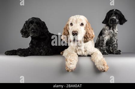 Hunde, Großbritannien. Stockfoto