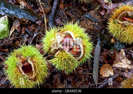 Abgefallene Kastanien in Grovely Wood in Wiltshire. Stockfoto