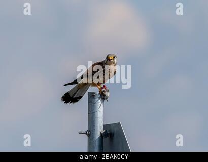 Männliches gemeines Kestrel, Falco tinnunculus, auf dem Pfosten und aß kürzlich gefangenes Vole. Stockfoto