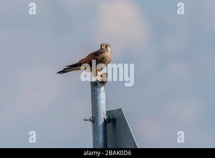 Männliches gemeines Kestrel, Falco tinnunculus, auf dem Pfosten und aß kürzlich gefangenes Vole. Stockfoto