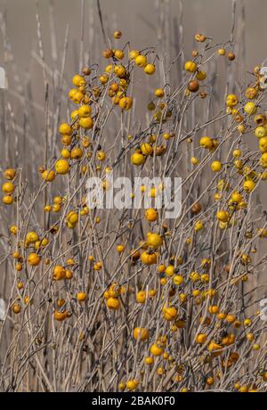 Gelbe Beeren von haarigen Nachtschatten, Solanum villosum, im Winter, Griechenland. Stockfoto