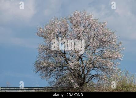 Mandelbaum, Prunus amygdalus, in Blume im Frühjahr, Thrakien, Griechenland. Stockfoto