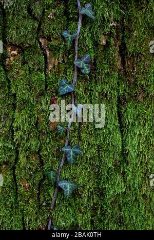 Grünes nasses Moos bedeckt alten Baumstamm mit grüner, üppiger Kriechpflanze. Ökosystem Wald, biologische Vielfalt. Stockfoto