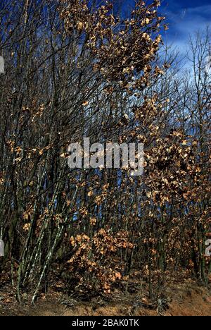 Herbstwald, Silberbuchen-Baumstämme gegen die trockenen Blätter, trockene gelbe Blätter an Land. Wander- und Freizeit-Thema. Stockfoto