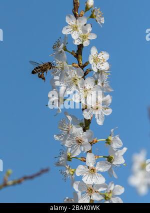 Honigbiene besucht Blumen der wilden Pflaume im Frühjahr. Stockfoto