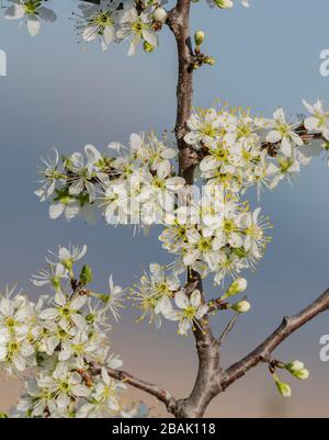 Blackthorn, Prunus spinosa, blüht im Frühjahr, bevor die Blätter herauskommen. Stockfoto