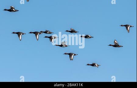 Herde der ferruginösen Ente, Aythya nyroca, im späten Winter in Griechenland auf dem Flug. Stockfoto