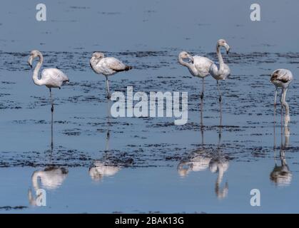 Junger Großflamingo, Phönicopterus roseus, im Pteleasee, Teil des Nationalparks Nestos-Delta und der Seen Vistonida-Ismarida, NE Griechenland. Stockfoto