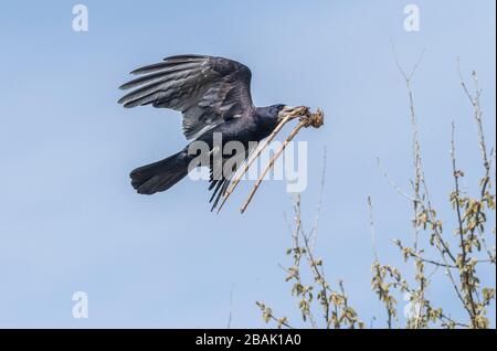 Rook, Corvus frugilegus, bringt Stock für den Nestbau bei Rookery ein. Stockfoto