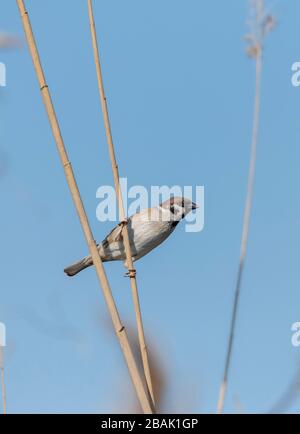 Baumsparrow, Passer montanus, thront auf einem Schilf. Stockfoto