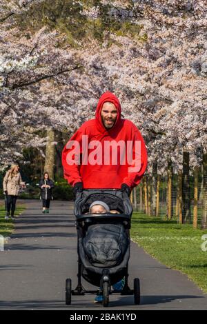 Wandsworth, London, Großbritannien. März 2020. Der Mensch joght mit seinem Baby in einem Buggy im Battersea Park, um seine Tage Sport zu treiben und die Frühlingsblüte zu genießen. Der "Lockdown" geht in London weiter - Coronavirus (Covid 19) Ausbruch in London. Credit: Guy Bell/Alamy Live News Stockfoto