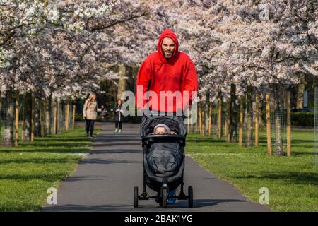 Wandsworth, London, Großbritannien. März 2020. Der Mensch joght mit seinem Baby in einem Buggy im Battersea Park, um seine Tage Sport zu treiben und die Frühlingsblüte zu genießen. Der "Lockdown" geht in London weiter - Coronavirus (Covid 19) Ausbruch in London. Credit: Guy Bell/Alamy Live News Stockfoto