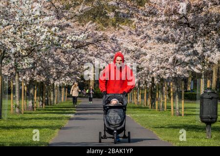 Wandsworth, London, Großbritannien. März 2020. Der Mensch joght mit seinem Baby in einem Buggy im Battersea Park, um seine Tage Sport zu treiben und die Frühlingsblüte zu genießen. Der "Lockdown" geht in London weiter - Coronavirus (Covid 19) Ausbruch in London. Credit: Guy Bell/Alamy Live News Stockfoto