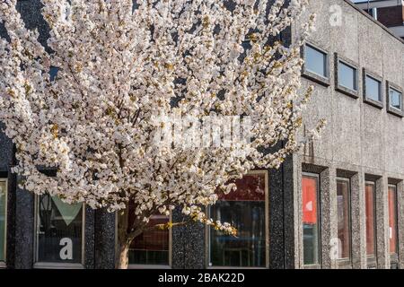 Wandsworth, London, Großbritannien. März 2020. Der Frühling blüht in scharfem Gegensatz zu der brutalistischen und inzwischen geschlossenen Bibliothek in der Northcote Road - die "Sperrung" geht in Clapham weiter - Coronavirus (Covid 19) Ausbruch in London. Credit: Guy Bell/Alamy Live News Stockfoto