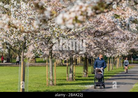 Wandsworth, London, Großbritannien. März 2020. Die Menschen steigen im Battersea Park aus, um ihre Tage Sport zu treiben und die Frühlingsblüte zu genießen - die meisten üben soziale Distanzierung. Der "Lockdown" geht in London weiter - Coronavirus (Covid 19) Ausbruch in London. Credit: Guy Bell/Alamy Live News Stockfoto