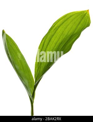 Grüne leafы der Lilie des Tals, lat. Convallaria majalis, isoliert auf Weiß Stockfoto