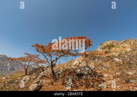 Das blühende Msasa's, das in den Chimanimani-Bergen Simbabwes zu sehen ist. Stockfoto