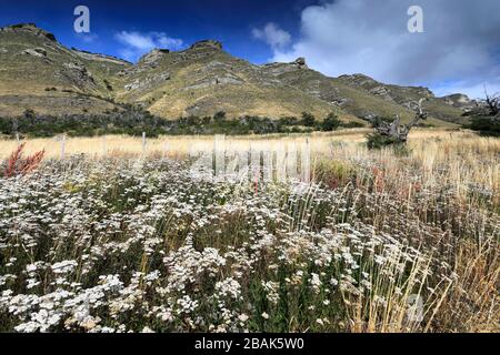 Wildblumenwiese in der Patagonie Steppe, Cerro Castillo Stadt, Magallanes Region, Patagonien, Chile, Südamerika Stockfoto