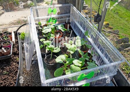 Zucchini Pflanzen wachsen in Kunststoff-Cloche oder Samenvermehrer kalt Rahmen März in einem Gewächshaus Interieur in Carmarthenshire Wales Großbritannien KATHY DEWITT Stockfoto