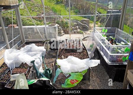 Pflanzen, die Ende März in Saatgutpropagator in einem Gewächshausinneren in Carmarthenshire Wales Großbritannien KATHY DEWITT wachsen Stockfoto