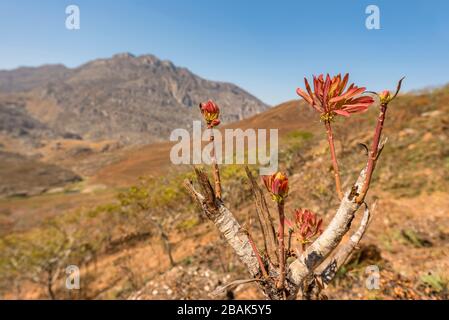 Das blühende Msasa's, das in den Chimanimani-Bergen Simbabwes zu sehen ist. Stockfoto