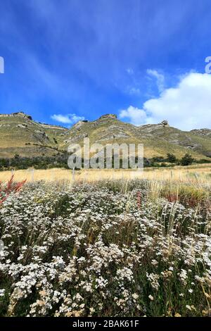 Wildblumenwiese in der Patagonie Steppe, Cerro Castillo Stadt, Magallanes Region, Patagonien, Chile, Südamerika Stockfoto