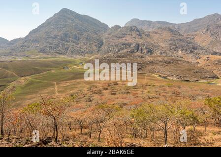 Das blühende Msasa's, das in den Chimanimani-Bergen Simbabwes zu sehen ist. Stockfoto