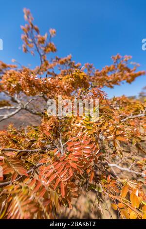 Das blühende Msasa's, das in den Chimanimani-Bergen Simbabwes zu sehen ist. Stockfoto