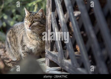 Graue Tabby-Katze mit Sitz hinter einem Gartenschuppen Stockfoto