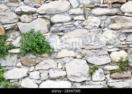 Bestimmte Ansicht einer Anlage im alten Steinmauer geboren, in der Ortschaft Borgo Cervo in Ligurien Italien. Als eine kraftvolle Hintergrund der Natur nützlich Stockfoto