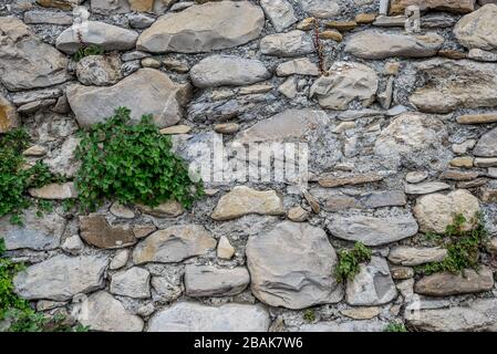 Bestimmte Ansicht einer Anlage im alten Steinmauer geboren, in der Ortschaft Borgo Cervo in Ligurien Italien. Als eine kraftvolle Hintergrund der Natur nützlich Stockfoto