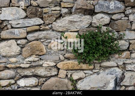 Bestimmte Ansicht einer Anlage im alten Steinmauer geboren, in der Ortschaft Borgo Cervo in Ligurien Italien. Als eine kraftvolle Hintergrund der Natur nützlich Stockfoto