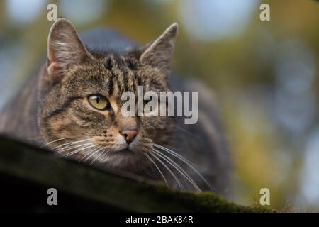 Nahaufnahme eines aufgesprühten Tabby-Katzens, der etwas beobachtet - Kopierbereich Stockfoto